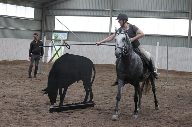 Lusitano Zibelina - working equitation clinic med Joao Lynce. se www.lusitanopassion.dk for mere billede 11