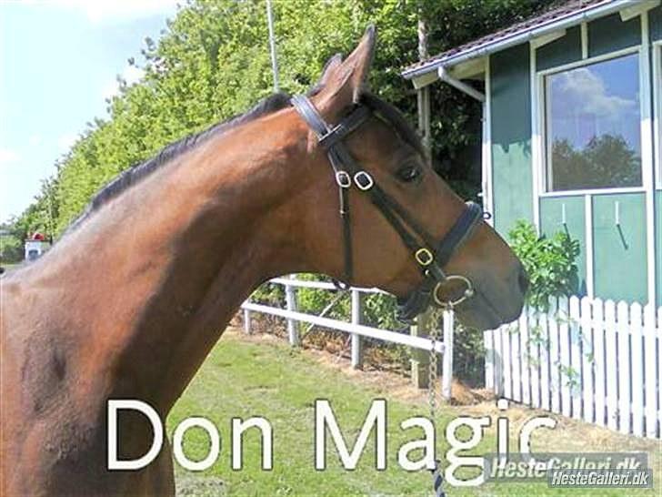 Hannoveraner Don Magic - velkommen til Don magics profil håber i vil nyde det ;D <3 billede 1