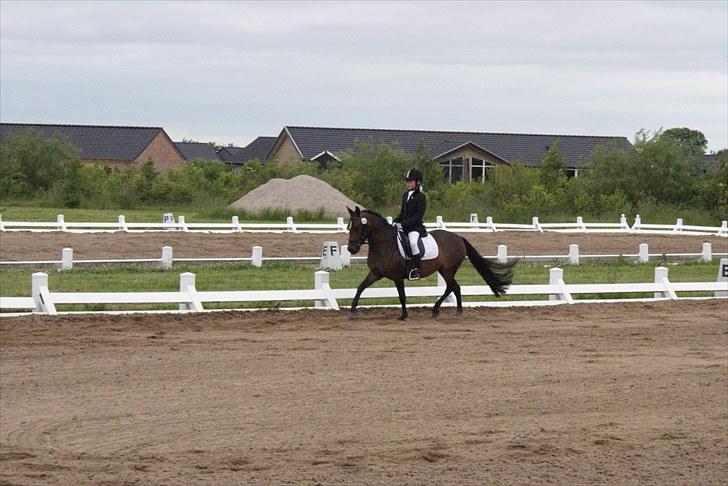 Anden særlig race Jamila  billede 20