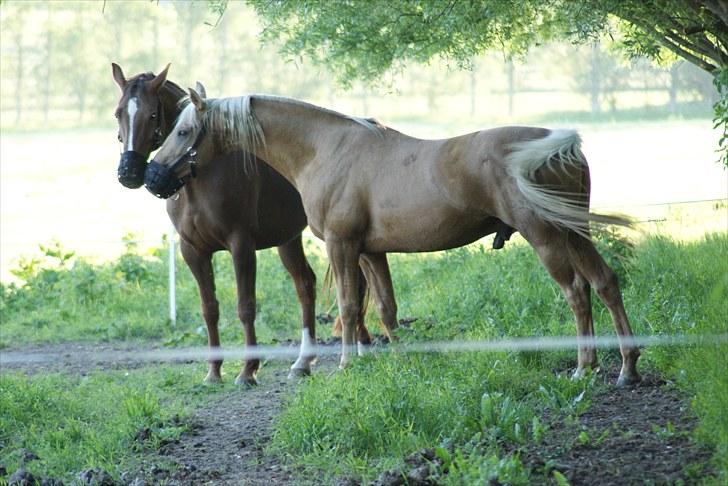 Palomino Avl Saint Millton Segur Lamarque - Øv altså - har du også fået sådan en på? (Der var mere kløver end græs) billede 17