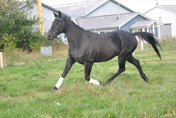 Oldenborg Hasselholt´s Theodor  - Smuksakken i en lækker trav 8D billede 13
