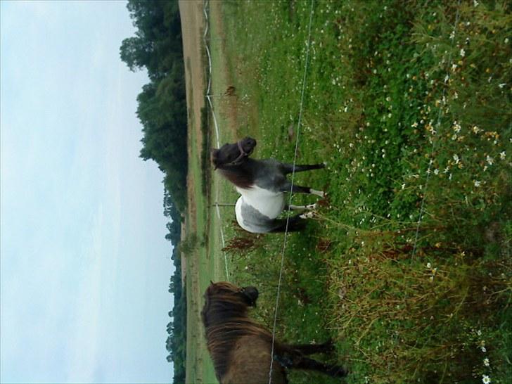 Shetlænder Ronja :) billede 7