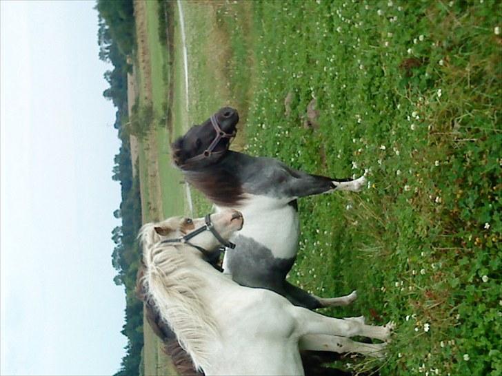 Shetlænder Ronja :) billede 8