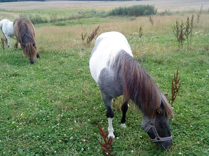 Shetlænder Ronja :) billede 9