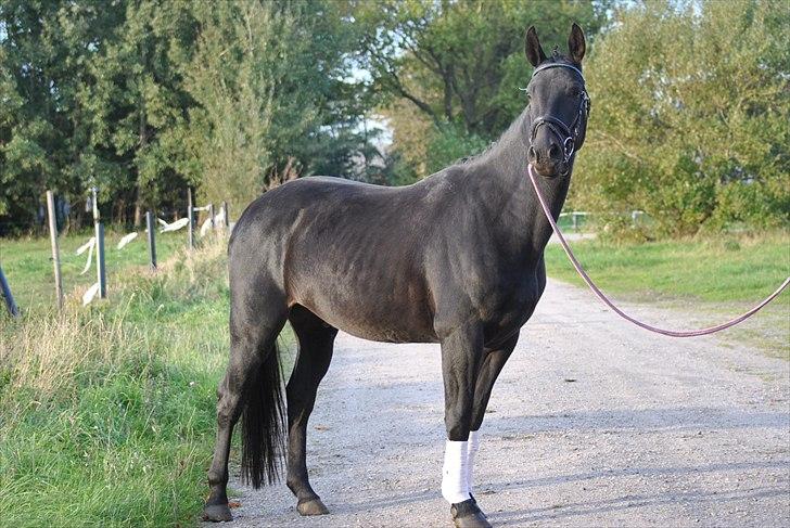 Oldenborg Hasselholt´s Theodor  - opstillings billede billede 15