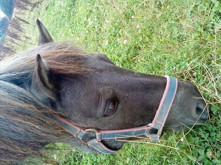 Shetlænder Ronja :) billede 10