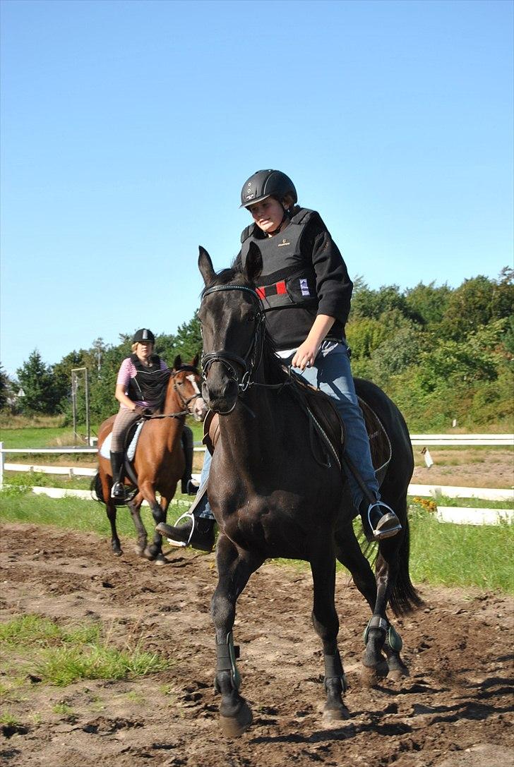 Oldenborg Hasselholt´s Theodor  - Mig på smuksakken for 6. gang og i trav :D Så stolt af hans fremskridt :´) billede 17