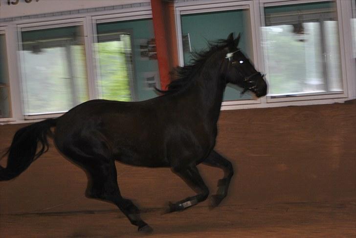 Oldenborg Hasselholt´s Theodor  - Løs i hallen igen (et par dage efter jeg fik ham hjem) billede 18