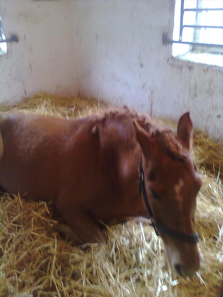 Anden særlig race Cassa - hun ligger ned i en boks:) billede 9