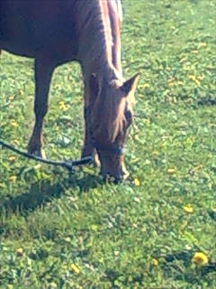 Anden særlig race Cassa billede 10
