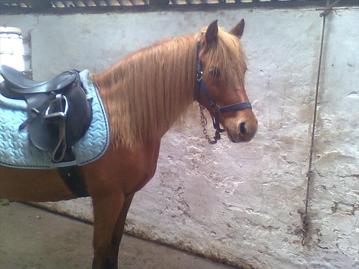 Anden særlig race Cassa billede 11