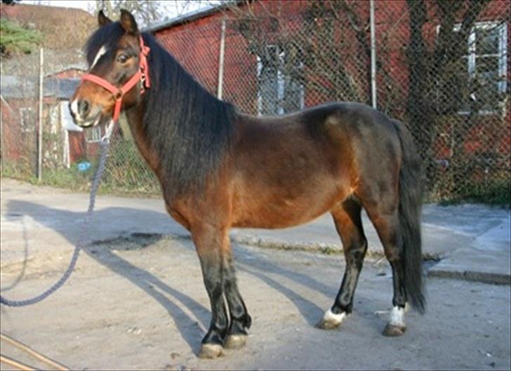 Anden særlig race Raptus*Passer* - 1)Velkommen til Raptus profil!!:D billede 1