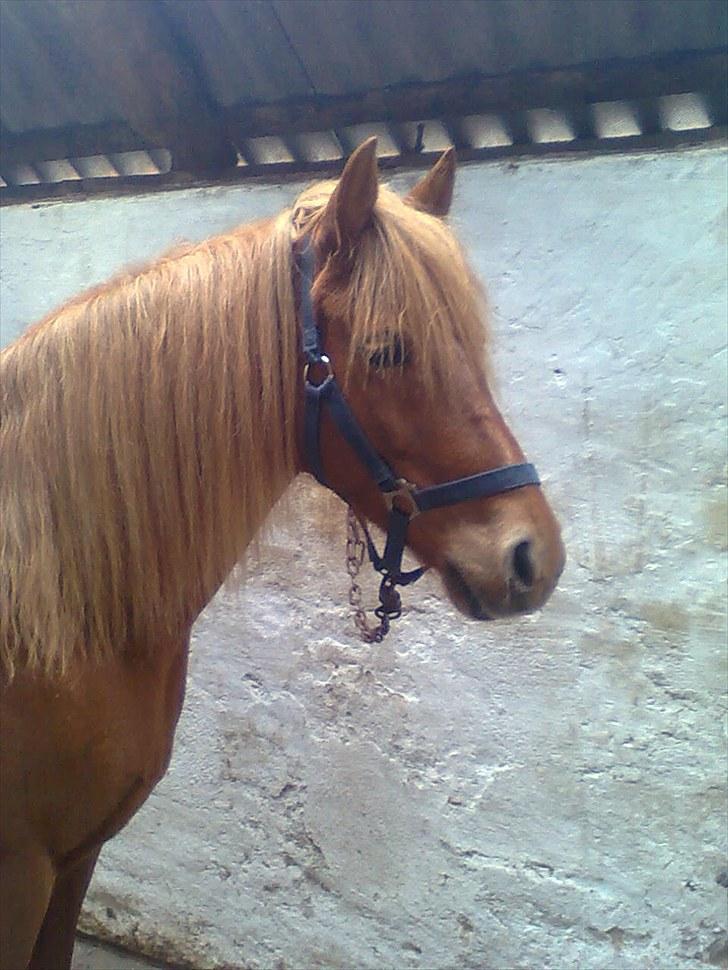 Anden særlig race Cassa billede 12