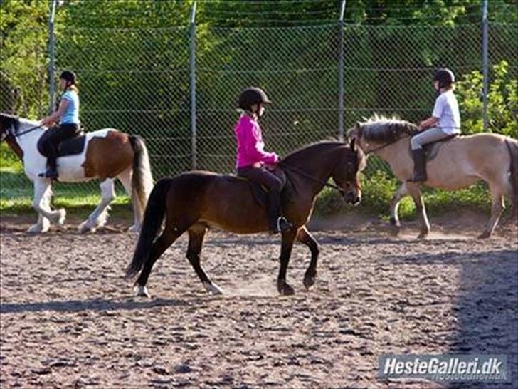 Anden særlig race Raptus*Passer* - 4) Mig og Raptus i ridetimen for 100 år siden;) billede 4