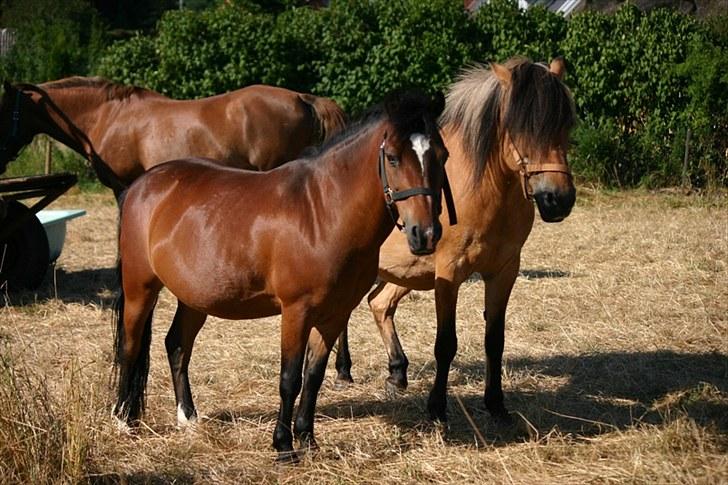 Anden særlig race Raptus*Passer* - 5)Raptus-bassen på ferie:) billede 5