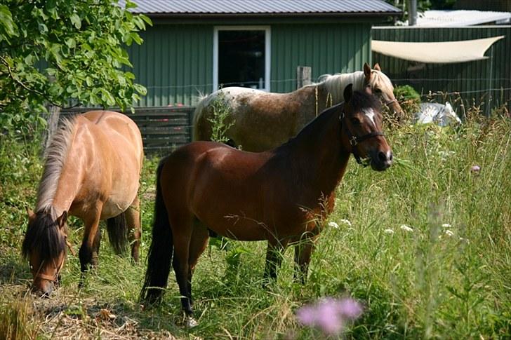 Anden særlig race Raptus*Passer* - 6) Raptus på ferie:) billede 6