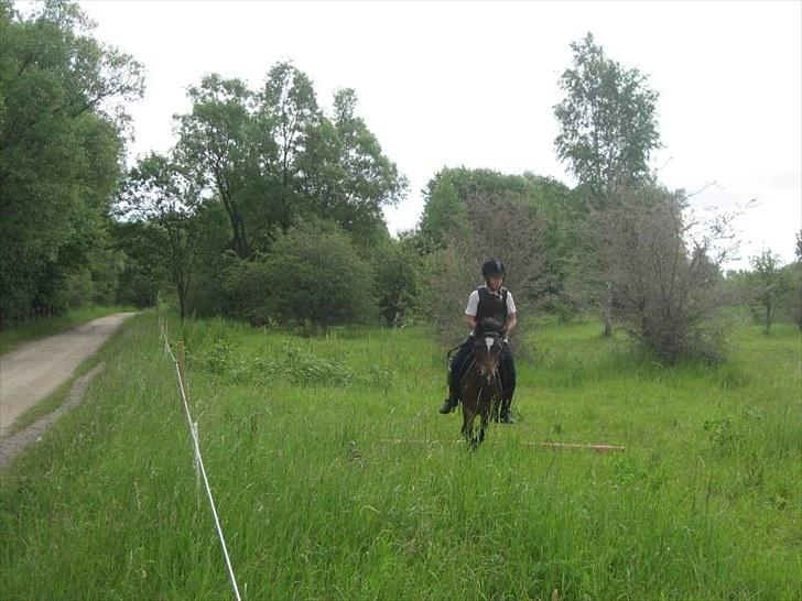 Anden særlig race Raptus*Passer* - 7)Raptus der springer!!  billede 7