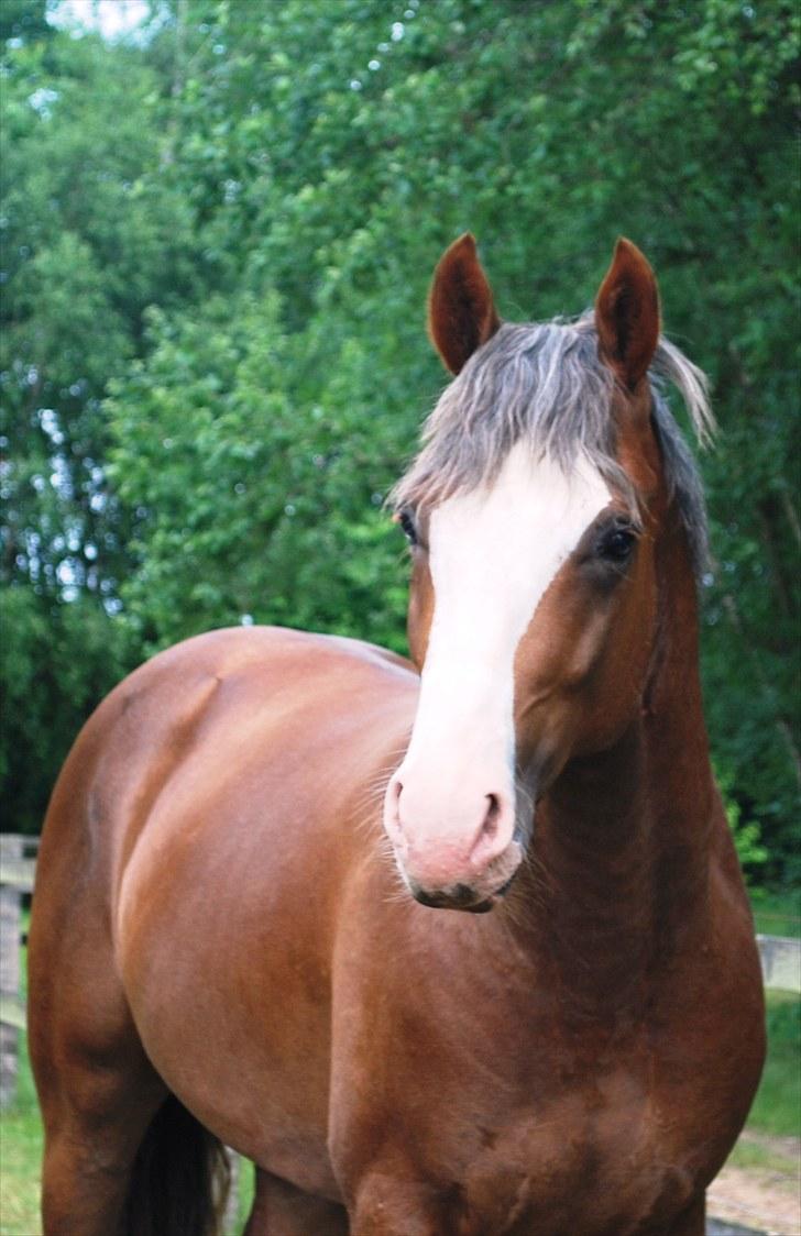 Dansk Varmblod Don Diamante billede 10