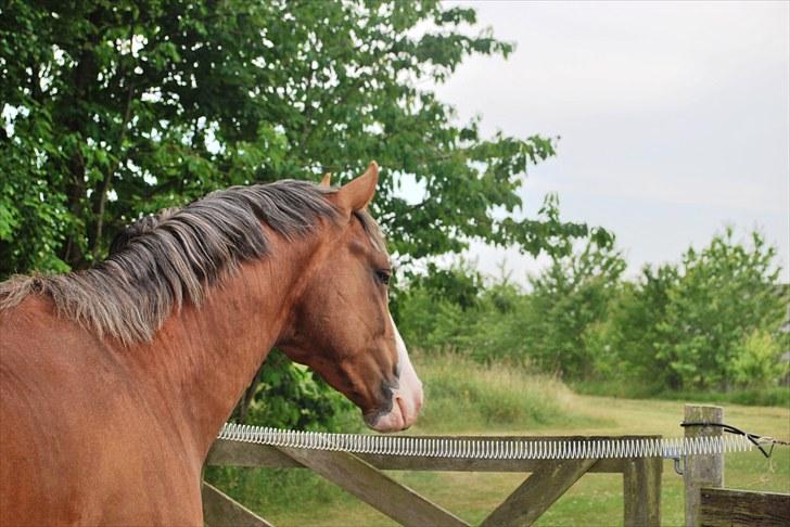 Dansk Varmblod Don Diamante billede 11
