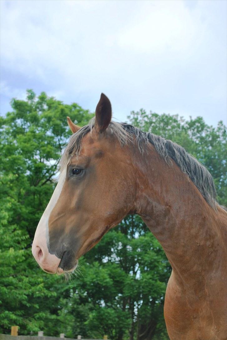 Dansk Varmblod Don Diamante billede 12