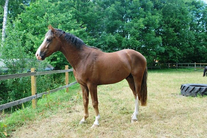 Dansk Varmblod Don Diamante billede 13