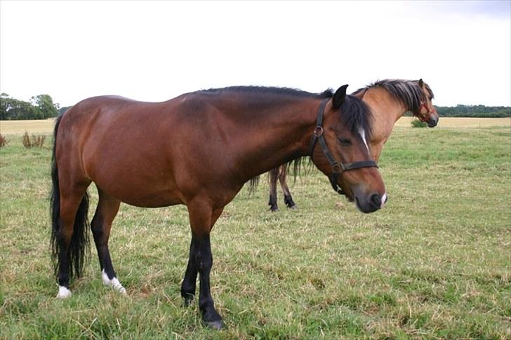 Anden særlig race Raptus*Passer* - 8)Raptus på ferie;) billede 8