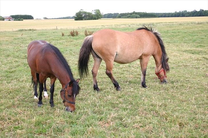 Anden særlig race Raptus*Passer* - 9)Raptus på ferie :) billede 9