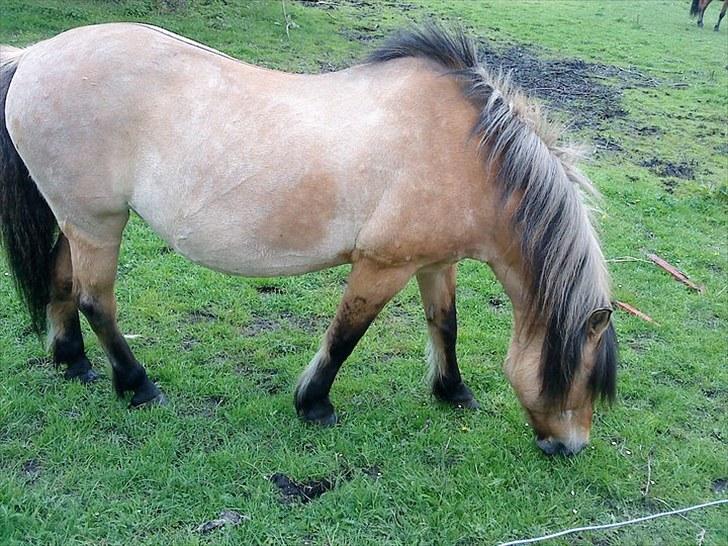 Anden særlig race Metle(rideskolepony) billede 6