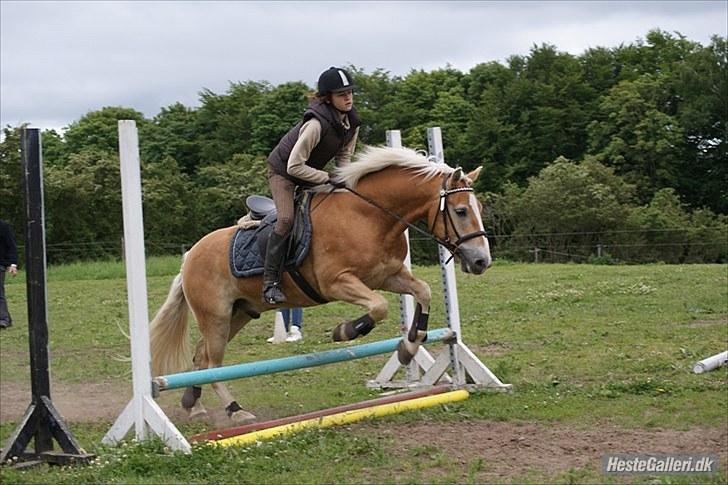Haflinger Stabejs Dybdal<33 - du min, og jeg er din ;-) billede 12