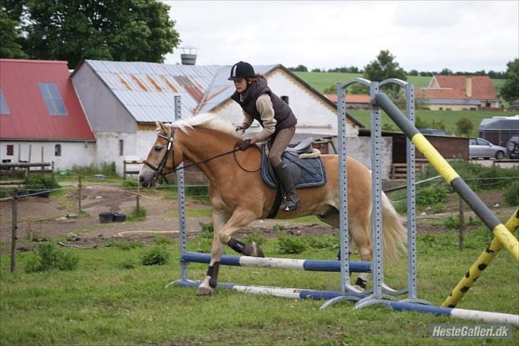Haflinger Stabejs Dybdal<33 - Spring!!  billede 13