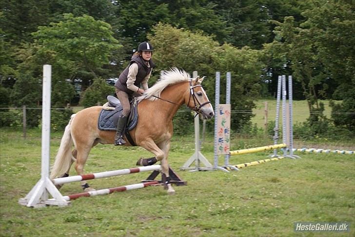 Haflinger Stabejs Dybdal<33 - Kedeligt;-) billede 14