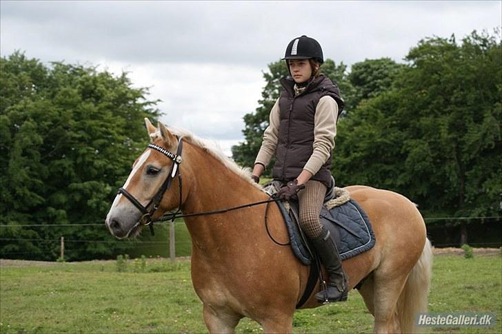 Haflinger Stabejs Dybdal<33 - Mys mys!:-* billede 16
