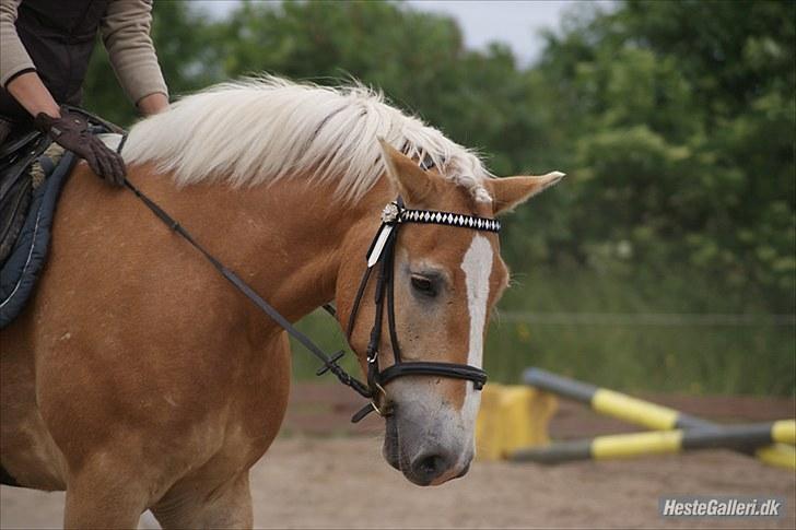 Haflinger Stabejs Dybdal<33 - with you!:-* billede 17