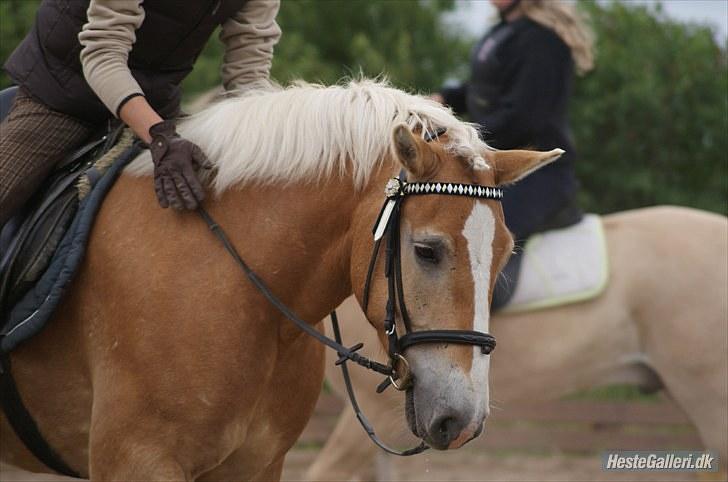 Haflinger Stabejs Dybdal<33 - Now Romeo & Juliet!:-) billede 18