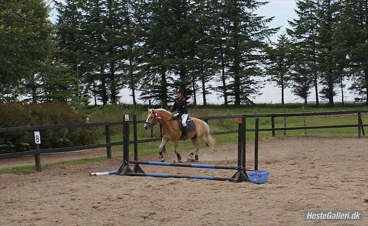 Haflinger Stabejs Dybdal<33 - Pyssar!;-)<3 billede 19