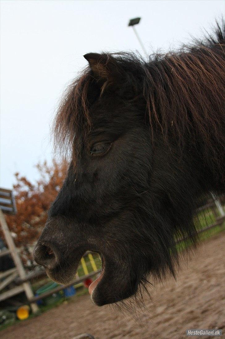 Miniature Blobber - nuurh du blev lidt træt af at lave .. ingen ting ;D<3!<3<3<3   foto: Jeanett billede 4