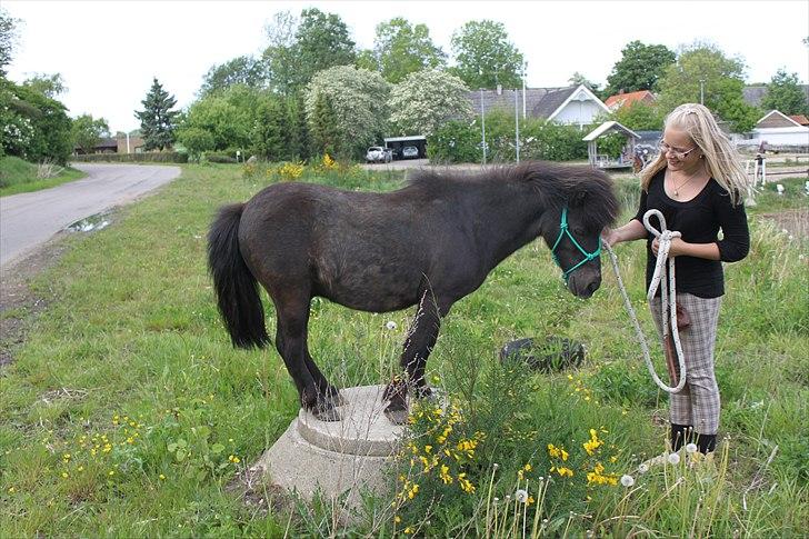 Miniature Blobber - tricks: gå op på ting :)<3  foto: Johanne billede 5