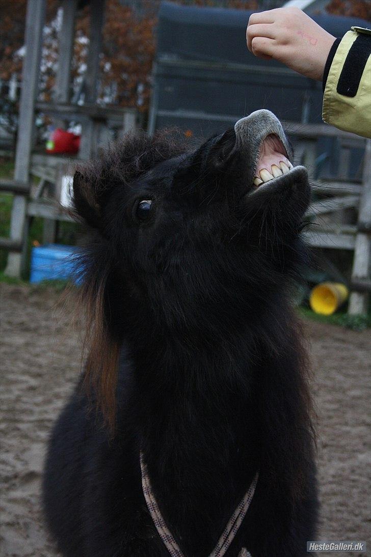 Miniature Blobber - tricks smile. min bedste ven giver mig altid et smil på læben ;´D<3      Foto: Jeanett billede 7
