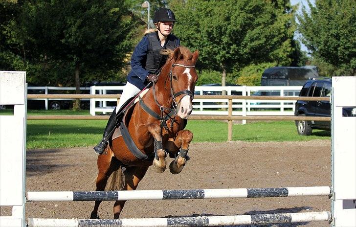 Anden særlig race Firebird - LD på Hørsholm (: September 2010 billede 17