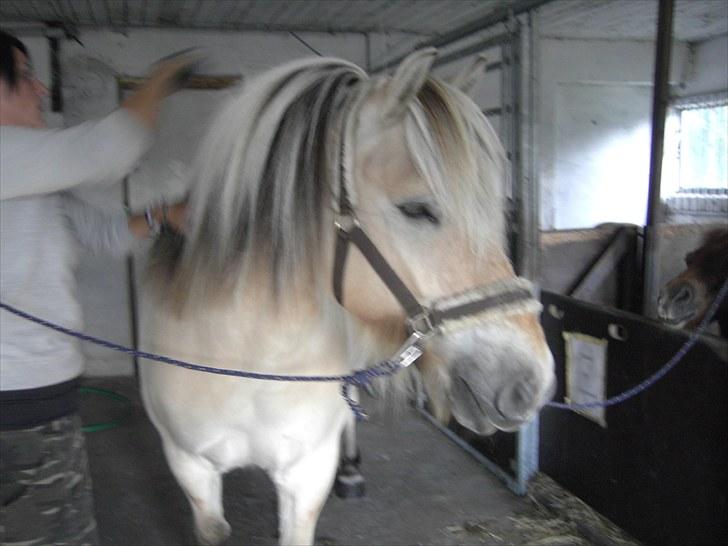 Fjordhest klaus gibson billede 12