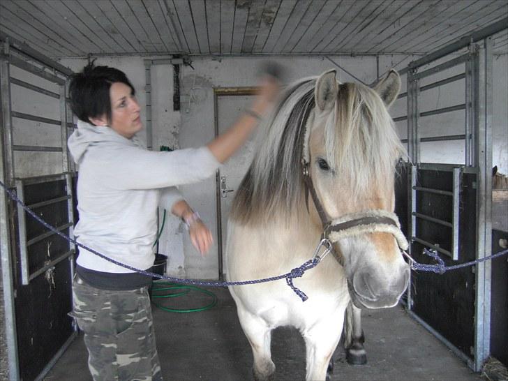 Fjordhest klaus gibson billede 13