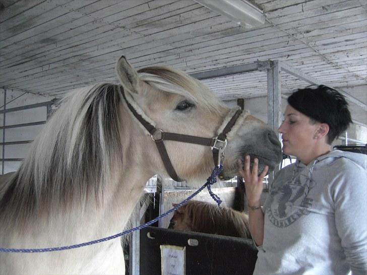 Fjordhest klaus gibson billede 14