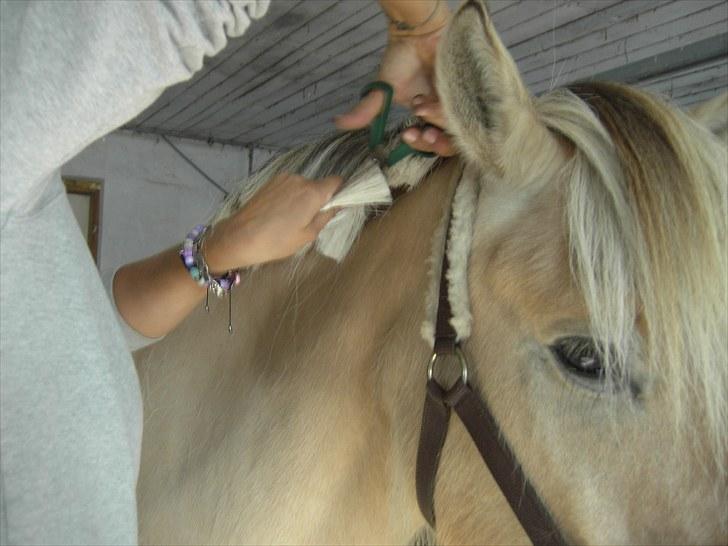 Fjordhest klaus gibson billede 15