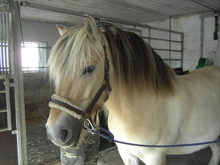 Fjordhest klaus gibson billede 16