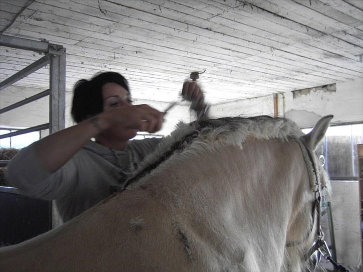 Fjordhest klaus gibson billede 18