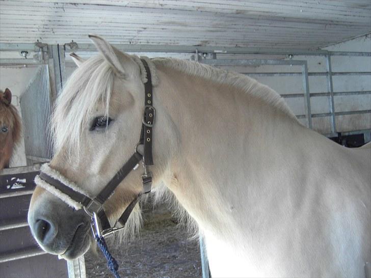 Fjordhest klaus gibson billede 19