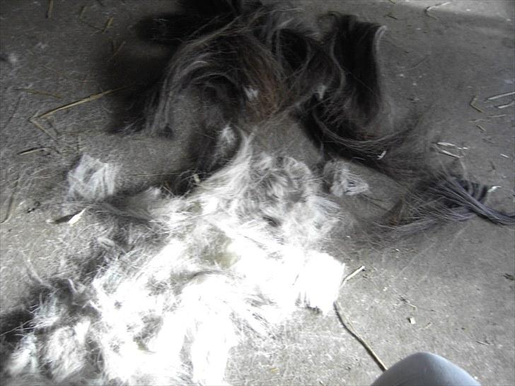 Fjordhest klaus gibson billede 20