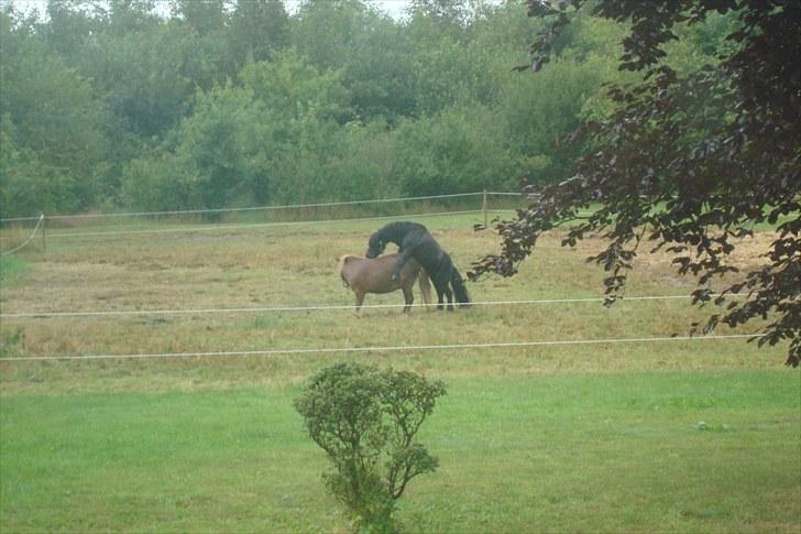 Shetlænder Tarzan Klinkenbjerg billede 9