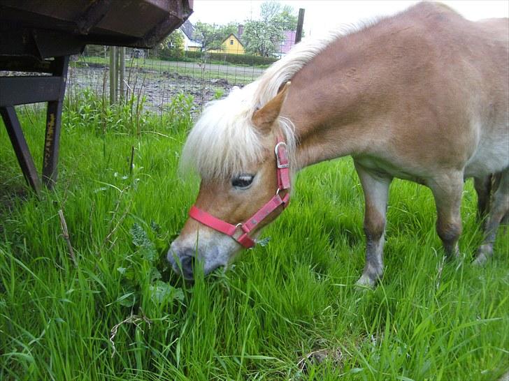 Shetlænder Felix  billede 9
