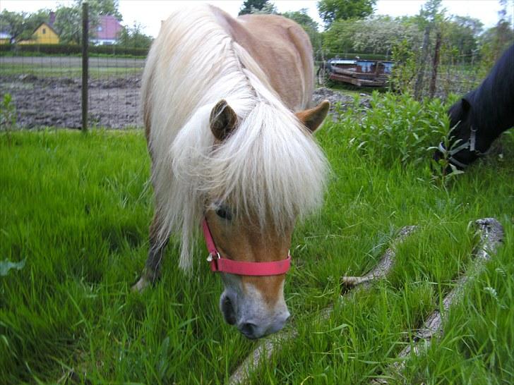 Shetlænder Felix  billede 10